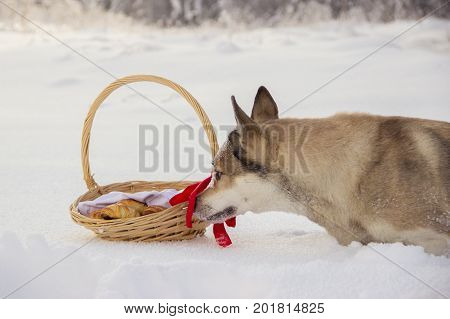 Girl in costume Little Red Riding Hood with dog like a wolf and a basket with apples and pies in the winter in the woods in the snow