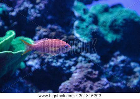 Lyretail Anthias Fish Known As Pseudanthias Squamipinnis