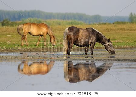 Gray horse drinking water on watering place