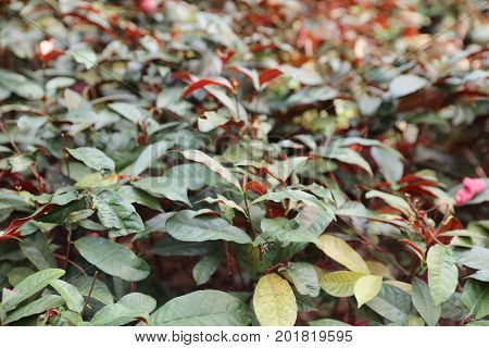 The Plants For Chinese Medicine