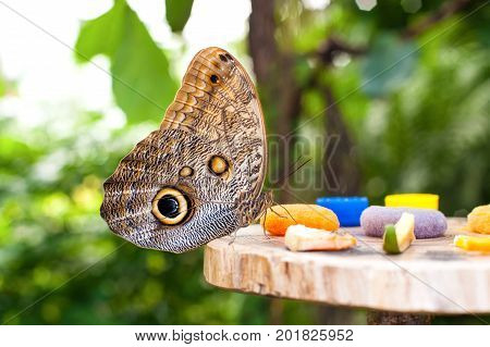 Large Owl butterfly (Caligo memnon) eating fruit juice in botanic garden. Closeup.