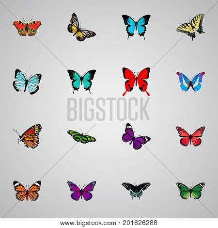 Realistic Summer Insect, Lexias, Bluewing And Other Vector Elements