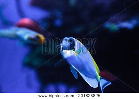 Powderblue Tang Fish Acanthurus Leucosternon