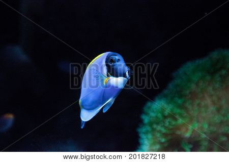 Powderblue Tang Fish Acanthurus Leucosternon
