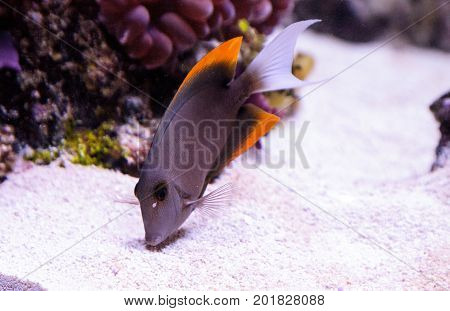 Tomini Tang Fish Ctenochaetus Tominiensis