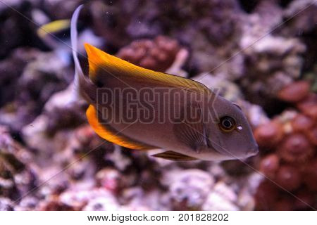 Tomini Tang Fish Ctenochaetus Tominiensis