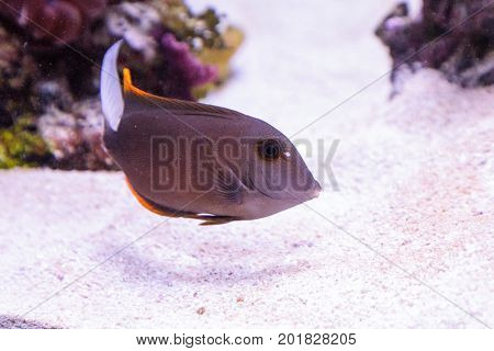 Tomini Tang Fish Ctenochaetus Tominiensis