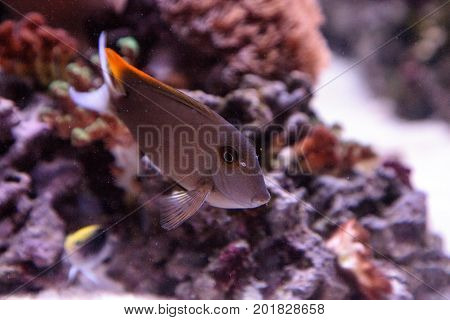 Tomini Tang Fish Ctenochaetus Tominiensis