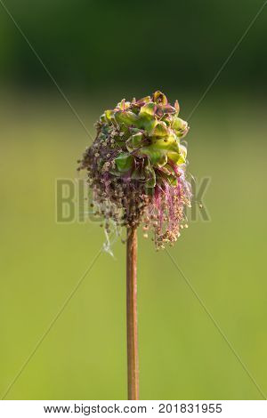 Closeup of a blossom of the small burnet