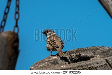 An eurasian tree sparrow sitting on a piece of wood