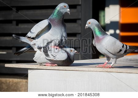 homing pigeon mating bahavior on home loft