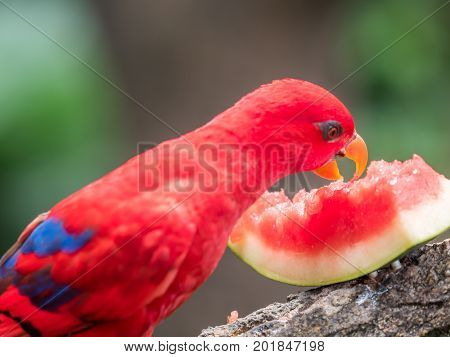 Australian Rainbow Lorikeet, Trichoglossus moluccanus, eating watermelon close up
