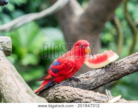 Australian Rainbow Lorikeet, Trichoglossus moluccanus, eating watermelon close up