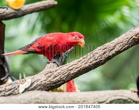 Australian Rainbow Lorikeet, Trichoglossus moluccanus, sitting on the tree