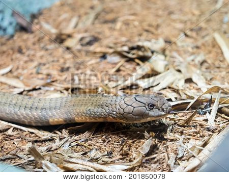 Portrait of King cobra head close up
