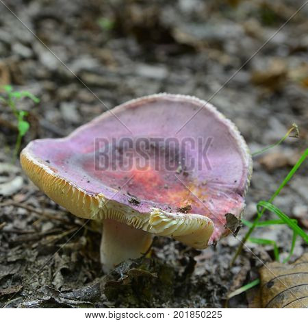a russula olivacea mushroom in beech forest