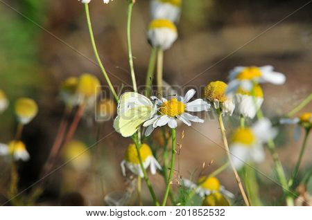 The butterfly sitting on a flower daisies. Pieris brassicae, the large white, cabbage butterfly, cabbage white, cabbage moth, large cabbage white, is a butterfly in the family Pieridae.