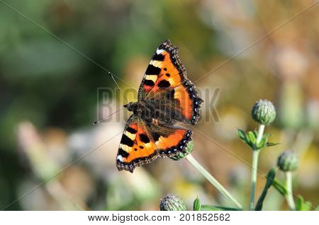 Butterfly Small Tortoiseshell. The small tortoiseshell is a colourful Eurasian butterfly in the family Nymphalidae.