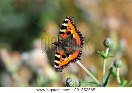 Butterfly Small Tortoiseshell. The small tortoiseshell is a colourful Eurasian butterfly in the family Nymphalidae.