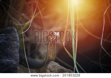 Small snake in wildlife ready for attack