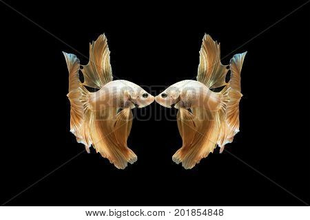 Betta fish moving moment of Siamese fighting fish isolated on black background fighting fish.
