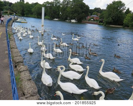 Mute Swans Rushing For Food