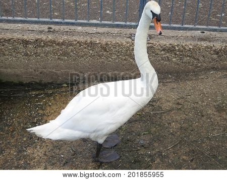 Mute Swan Looking At Camera