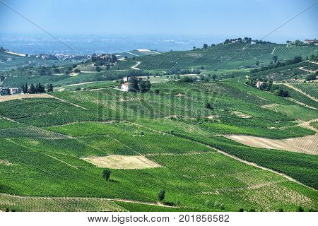 Rural landscape at summertime along the road from Santa Maria della Versa to Poggio Pornenzo (Pavia Lombardy)