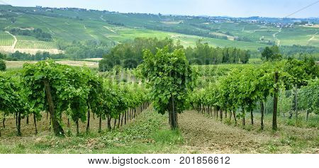 Rural landscape at summertime along the road from Vicobarone (Piacenza Emilia Romagna Italy) to Santa Maria della Versa (Pavia Lombardy) in the Tidone valley. Vineyards.
