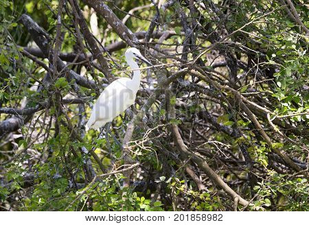 The white stork are building their nests with dry straws in the forest. They live in herds and need to be preserved in the natural world