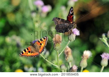 Butterfly Small Tortoiseshell. The small tortoiseshell is a colourful Eurasian butterfly in the family Nymphalidae. Aglais io, European peacock butterfly.