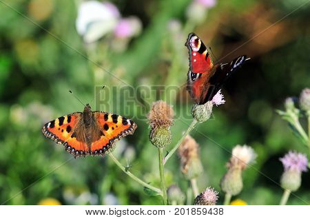Butterfly Small Tortoiseshell. The small tortoiseshell is a colourful Eurasian butterfly in the family Nymphalidae. Aglais io, European peacock butterfly.
