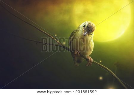 Bird is sitting on the tree branch in the moon light. (Bird Common Tailorbird) (Orthotomus sutorius)