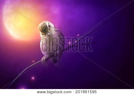 Bird is sitting on the tree branch in the moon light. (Bird Common Tailorbird) (Orthotomus sutorius)