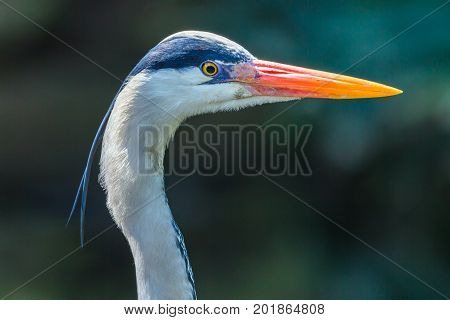 Grey Heron Bird Head