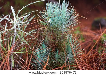 Blue lush branch. Fir branches. Spruce background. Coniferous forest. Misty fog forest