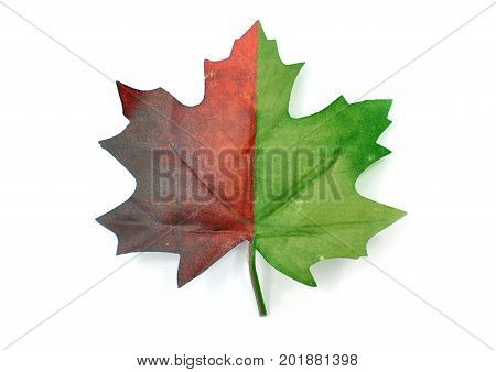 Autumn maple leaf partially green and red over a white background