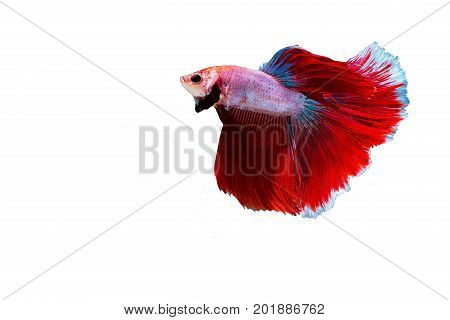 Siamese fighting fish isolated on white backgroundsiamese fighting fish betta on white background Rhythmic of Betta fish siamese fighting fishisolated on white background.(Thailand)