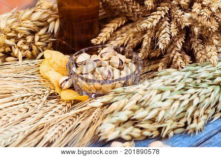 Pistachio nuts, peanuts and potato chips a snack for beer lying in a glass dish surrounded by ingredients for making malt for beer, bread. Spikes of wheat, barley, oats, rye.
