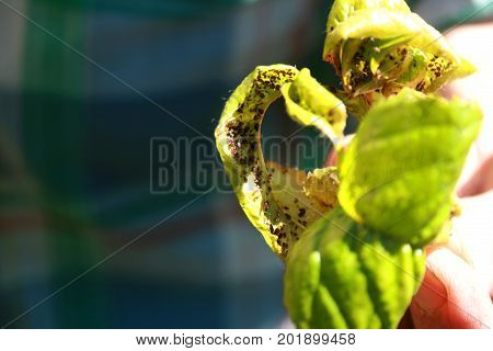 Cherry leaves affected by aphids. Insect pests on the plant.