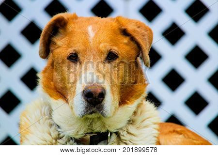 Closeup of an old farm dog head with a white lattice in the background.