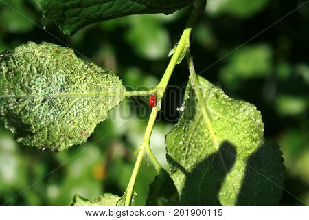 Cherry leaves affected by aphids. Insect pests on the plant. Ladybug eating aphid.