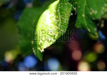 Cherry leaves affected by aphids. Insect pests on the plant.