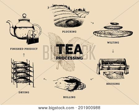 Vector infographics with illustrations of tea processing. Hand sketched scheme of authentic tea production.