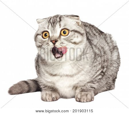 Scottish kitten licking. Portrait of a surprised cat Scottish Fold Straight Scottish Fold in front of a white background.