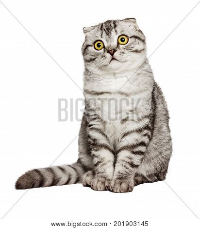 Portrait of a surprised cat Scottish Fold Straight Cat sleeping on the ground And pondering the past stories in life the Cute cat sleeps Scottish Fold in front of a white background.
