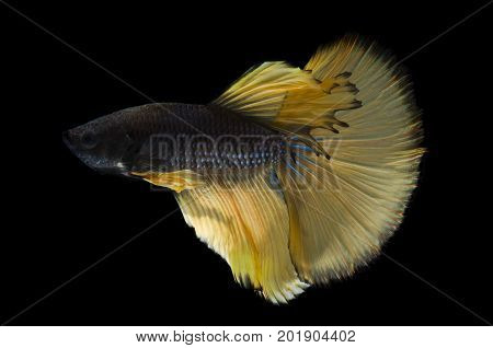 Luxury Betta fish Siamese fighting fish or Betta splendens (yellow color) on black background