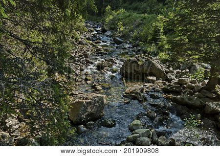 Beautiful view of coniferous forest and river Iskar in  Rila mountain, Bulgaria, Europe