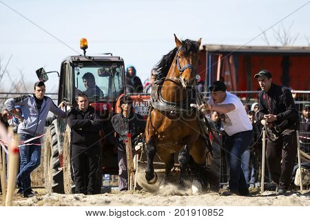 Horse Heavy Pull Tournament