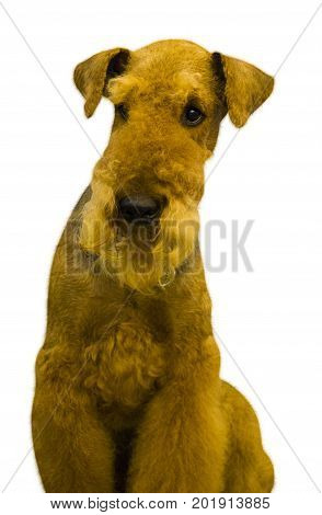 Airedale. Airedale Terrier dog. Portrait of purebred dog Irish Terrier on white background